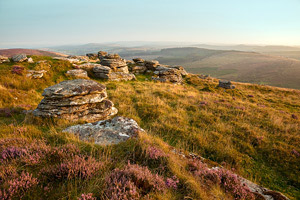 Beautiful pink heather on Birch Tor, Dartmoor